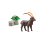 Capra Ibex