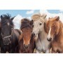 Puzzle Cai, 2X24 Piese Ravensburger - 1