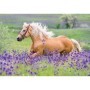 Puzzle Cai, 2X24 Piese Ravensburger - 2