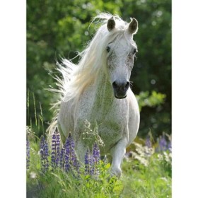Puzzle Cal Alb, 100 Piese Ravensburger - 1