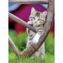 Ravensburger - Puzzle pisicute 2x500 piese Ravensburger - 2