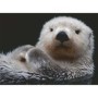 Puzzle Vidra, 500 Piese Ravensburger - 1
