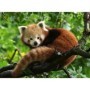 Puzzle Panda Rosu, 500 Piese Ravensburger - 1