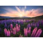 Puzzle Camp Cu Lupin, 500 Piese Ravensburger - 1