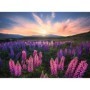 Puzzle Camp Cu Lupin, 500 Piese Ravensburger - 1